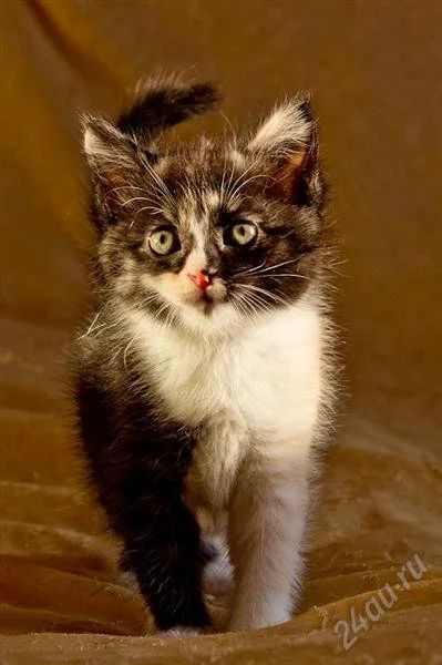 Лот: 2375884. Фото: 1. Очаровательный котенок!. Кошки, котята