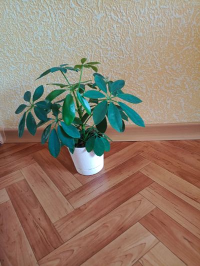 Лот: 24881655. Фото: 1. Шефлера ( Шеффлера) молодой, здоровый... Горшечные растения и комнатные цветы