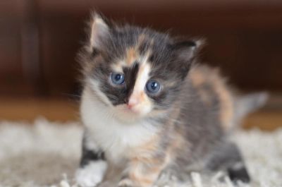 Лот: 8091857. Фото: 1. Отдам милых котят. Кошки, котята