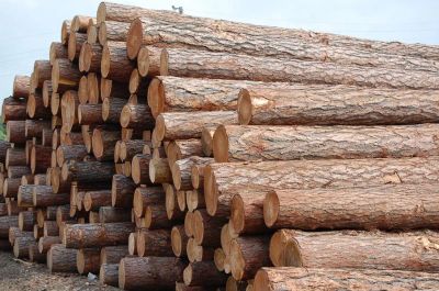 Лот: 6293836. Фото: 1. Продам лес кругляк Кедр ель сосна... Древесина, пиломатериал