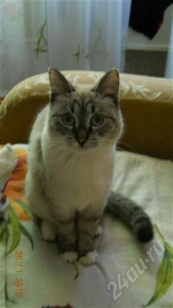 Лот: 641095. Фото: 1. отдам кошку в хорошие руки. Остальные животные