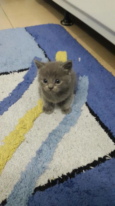 Лот: 7757093. Фото: 1. Котенок. Кошки, котята