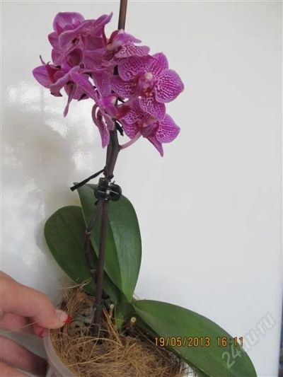 Лот: 2821431. Фото: 1. орхидея phal. kolibri el salvador... Горшечные растения и комнатные цветы