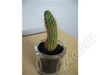 Лот: 257390. Фото: 1. кактус. Горшечные растения и комнатные цветы