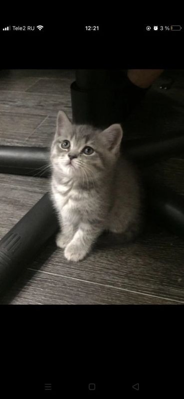 Лот: 17106735. Фото: 1. Шотландский котик. Миски, лотки, наполнители