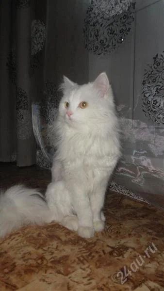 Лот: 2390397. Фото: 1. Отдам котейку-найдёныша. Кошки, котята