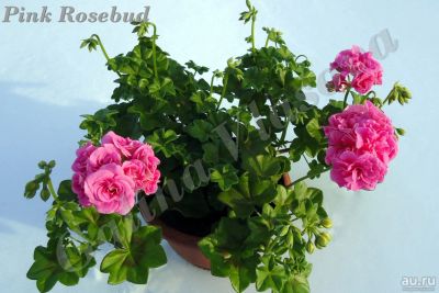 Лот: 10385586. Фото: 1. Плющелистная пеларгония Pink Rosebud... Горшечные растения и комнатные цветы
