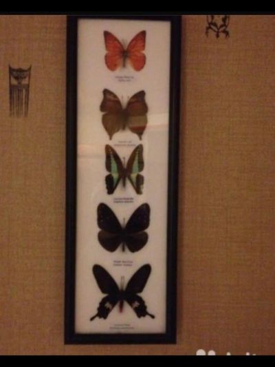 Лот: 9002859. Фото: 1. Картина бабочки настоящие под... Другое (картины, панно)