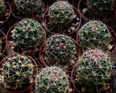 Лот: 8109121. Фото: 1. кактус Hamatocactus setispinus. Горшечные растения и комнатные цветы