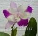 Лот: 1057154. Фото: 1. орхидея каттлея Spring Song. Горшечные растения и комнатные цветы