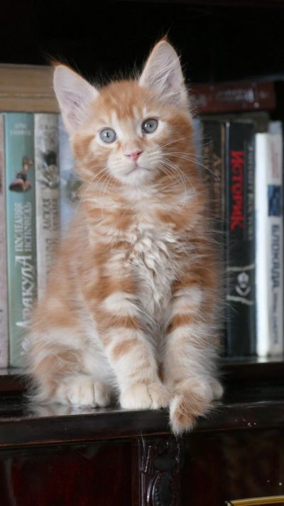 Лот: 18745818. Фото: 1. Котенок мейн-кун бесплатно. Кошки, котята