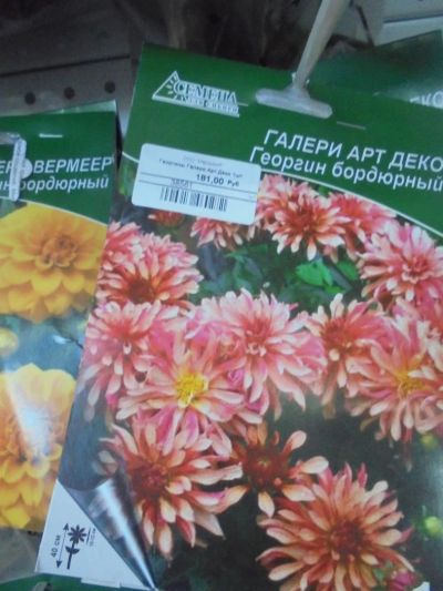 Лот: 7309636. Фото: 1. Семена. Георгин декоративный... Садовые цветы