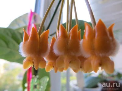Лот: 13592360. Фото: 1. Хойя Hoya Lasiantha. Горшечные растения и комнатные цветы