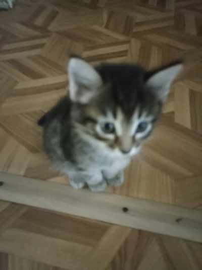 Лот: 21090797. Фото: 1. Котята умные ласковые красивые... Кошки, котята