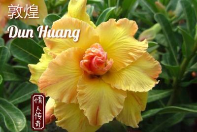 Лот: 13882194. Фото: 1. Адениум Dun Huang прививочка. Горшечные растения и комнатные цветы