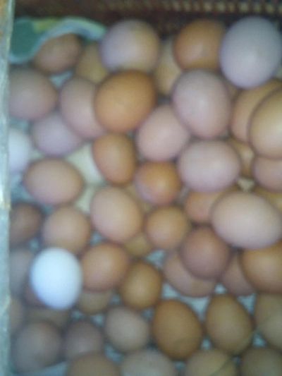 Лот: 10462801. Фото: 1. Деревенское домашнее яйцо. Мясо, птица, яйцо