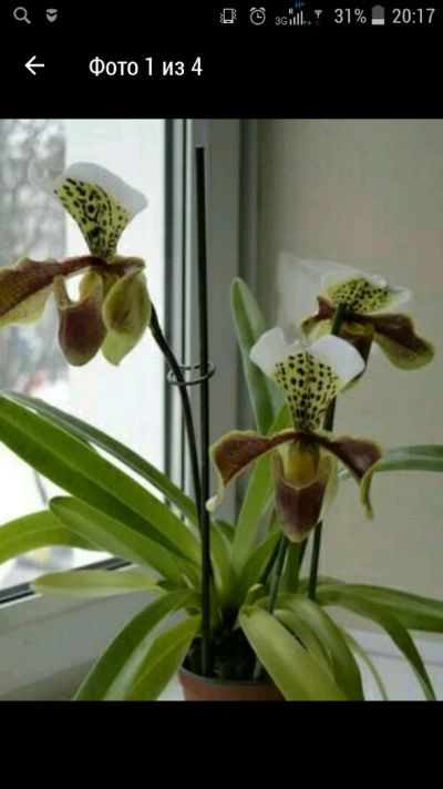 Лот: 11034767. Фото: 1. Орхидея Башмачок. Горшечные растения и комнатные цветы