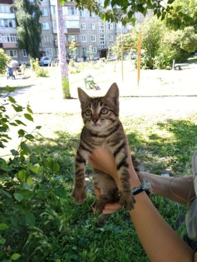 Лот: 11881388. Фото: 1. Котенок. кошечка, месяца 2 отроду. Кошки, котята