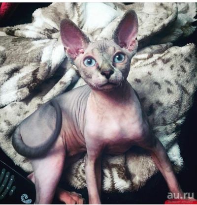 Лот: 15074651. Фото: 1. Кошка сфинкс. Кошки, котята