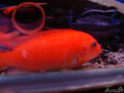 Лот: 1738666. Фото: 1. Metriaclima estherae RR (super... Рыбки