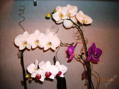 Лот: 1521807. Фото: 1. Орхидея фаленопсис,цена снижена... Горшечные растения и комнатные цветы