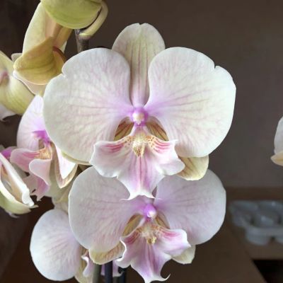 Лот: 19609335. Фото: 1. Орхидея Фаленопсис БИГ ЛИП "Yellow... Горшечные растения и комнатные цветы