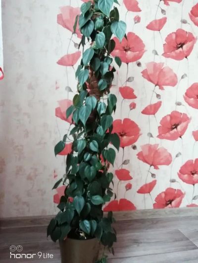 Лот: 11309389. Фото: 1. Продам отростки филодендрон. Горшечные растения и комнатные цветы