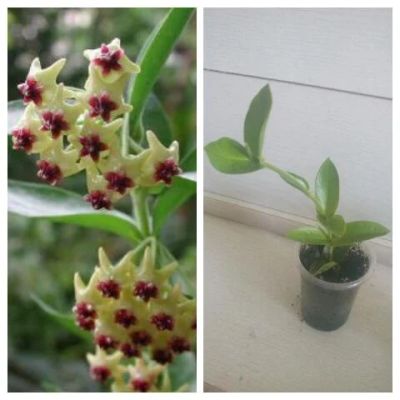 Лот: 11746706. Фото: 1. Hoya densifolia / Денсифолия... Горшечные растения и комнатные цветы