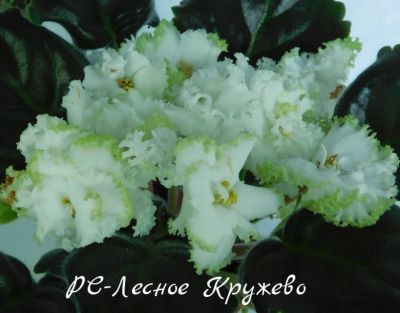 Лот: 8489384. Фото: 1. Фиалка сортовая РС-Лесное Кружево... Горшечные растения и комнатные цветы