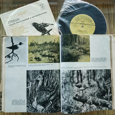 Лот: 13360094. Фото: 1. Пластинка с книгой - Птицы перед... Аудиозаписи