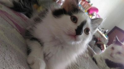 Лот: 7438566. Фото: 1. Ласковая малышка. Кошки, котята