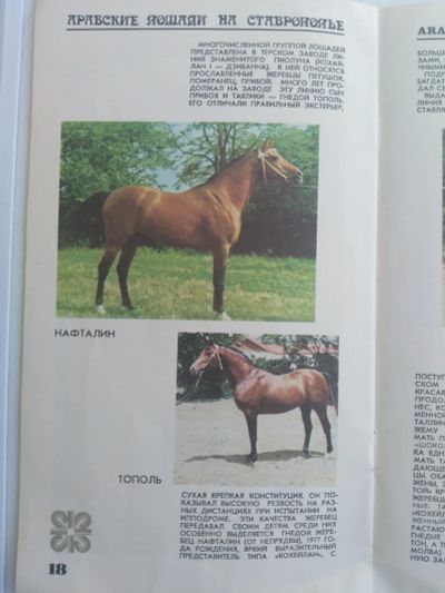 Лот: 20032257. Фото: 1. Арабские лошади на Ставрополье... Другое (журналы, газеты, каталоги)