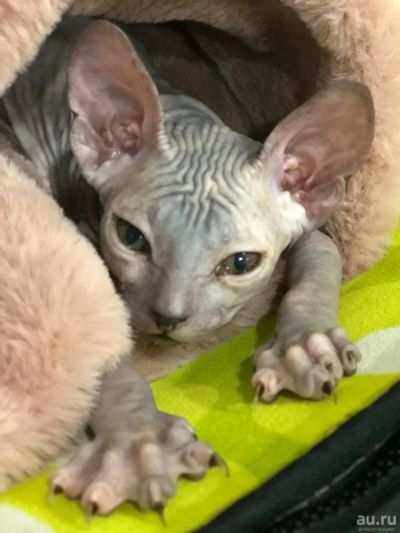 Лот: 13727150. Фото: 1. Котенок Сфинкса девочка резина. Кошки, котята
