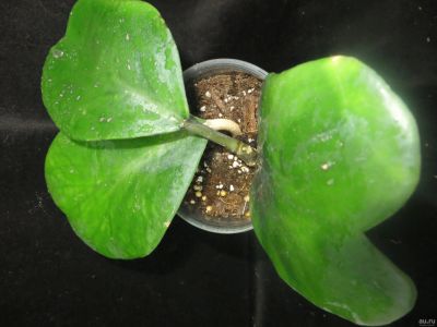 Лот: 13555730. Фото: 1. Хойя Hoya kerrii variegata. Горшечные растения и комнатные цветы