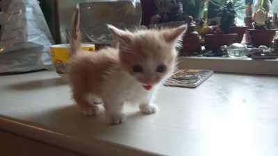 Лот: 9943680. Фото: 1. рыжий манчкин, кошка такса. Кошки, котята