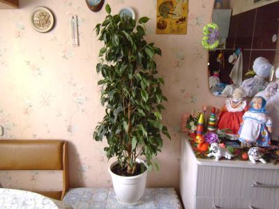 Лот: 14112614. Фото: 1. Фикус Бенджамина, высота 1 м. Горшечные растения и комнатные цветы