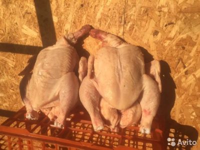 Лот: 9658318. Фото: 1. Курица домашняя. Мясо, птица, яйцо