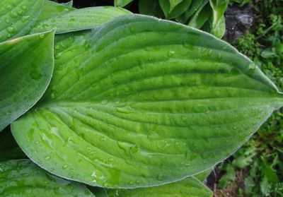 Лот: 17692522. Фото: 1. Хоста Жанет (hosta Janet). Садовые цветы