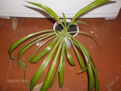 Лот: 950440. Фото: 1. Хлорофитум. Горшечные растения и комнатные цветы