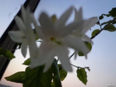 Лот: 15234726. Фото: 1. комнатное растение жасмин самбак... Горшечные растения и комнатные цветы