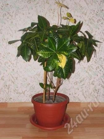 Лот: 278139. Фото: 1. Кротон. Горшечные растения и комнатные цветы