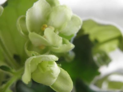Лот: 8493532. Фото: 1. Лист сортовой фиалки Emerald Love... Горшечные растения и комнатные цветы