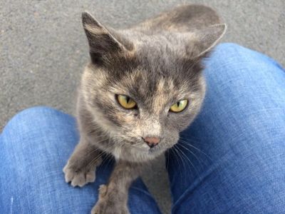 Лот: 4107655. Фото: 1. Найдена кошка. 19 мая на Взлётке. Кошки, котята