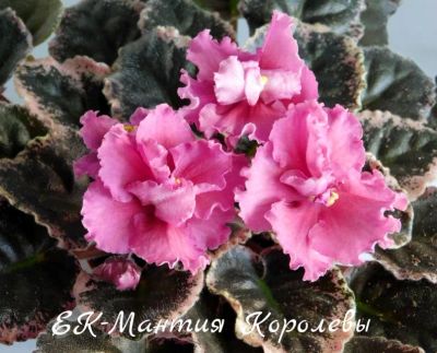 Лот: 5251762. Фото: 1. Фиалка сортовая ЕК-Мантия Королевы... Горшечные растения и комнатные цветы