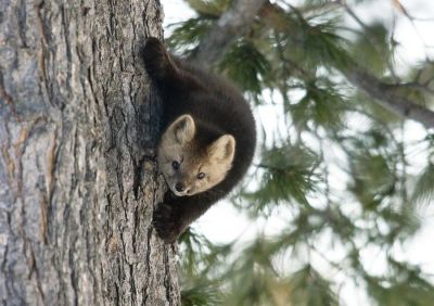Лот: 6286256. Фото: 1. соболь. Другое (животные и уход)