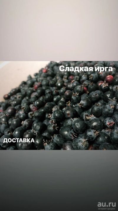 Лот: 14320889. Фото: 1. Ягода ирга 5 литров. Ягоды, орехи
