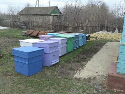 Лот: 7727261. Фото: 1. Продам пчел. Семьями. Пчеловодство