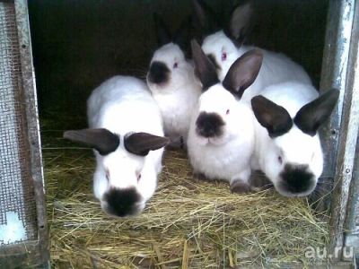 Лот: 13336402. Фото: 1. Сукрольные крольчихи породы Калифорнийская... Остальные животные
