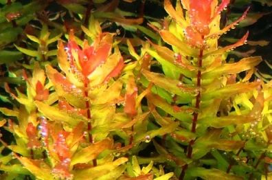 Лот: 7025650. Фото: 1. Ротала Макрандра зеленая (Rotala... Водные растения