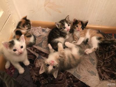 Лот: 10299636. Фото: 1. Котята. Кошки, котята